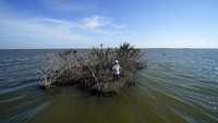 PJ Hahn, konsultan lingkungan dan mantan pengelola kawasan pesisir Plaquemines Parish, berfoto di sepetak kecil tanah dengan bakau, yang tersisa setelah tanah di sekitarnya terkikis, di Plaquemines Parish, La., Rabu, Nov 3, 2021. Para pemimpin dunia berkumpul di Skotlandia pada pertemuan puncak iklim Perserikatan Bangsa-Bangsa, yang dikenal sebagai COP26, untuk mendorong negara-negara meningkatkan upaya mereka untuk mengekang perubahan iklim. Para ahli mengatakan jumlah energi yang dilepaskan oleh pemanasan planet akan mencairkan sebagian besar es planet, menaikkan permukaan laut global dan sangat meningkatkan kemungkinan dan kejadian cuaca ekstrem. AP/Gerald Herbert