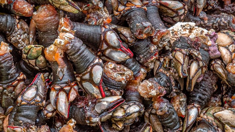 Lebih Mahal dari Lobster! Seafood Seram Ini Rp 3 Juta per Kilogram