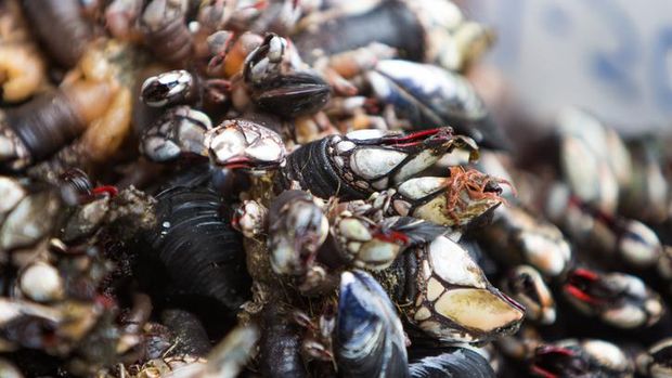 Lebih Mahal dari Lobster! Seafood Seram Ini Rp 3 Juta per Kilogram
