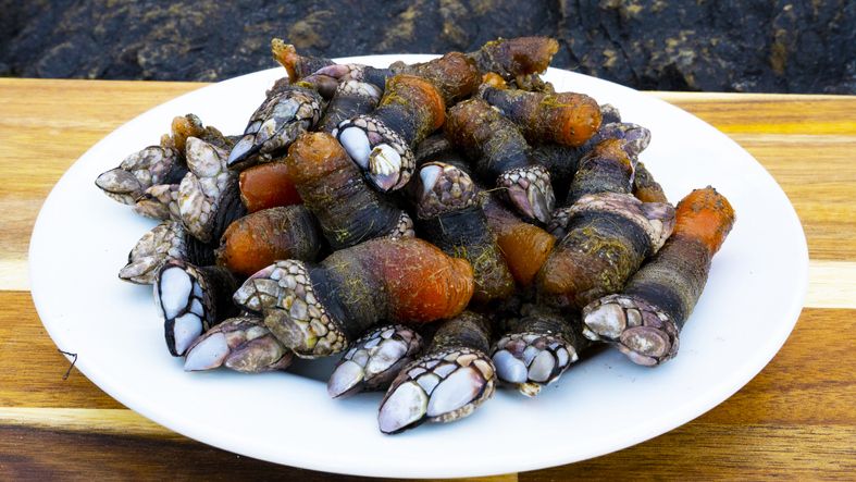 Lebih Mahal dari Lobster! Seafood Seram Ini Rp 3 Juta per Kilogram