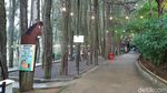 Potret Kopi Daong, Nikmatnya Ngopi di Tengah Pepohonan Pinus
