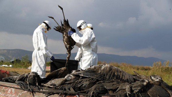 Ribuan Bangau Mati Akibat Flu Burung di Israel