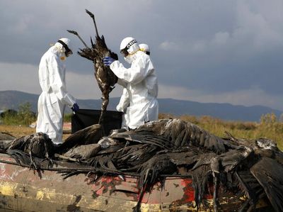 Ribuan Bangau Mati Akibat Flu Burung di Israel