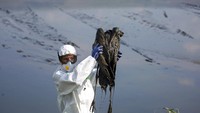 Seorang pekerja mengambil burung bangau yang mati di kawasan konservasi Danau Hula, utara Laut Galilea, di Israel utara, Minggu, (2/1/2022).