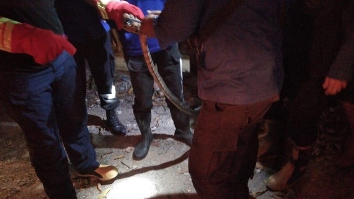 Ular kobra sepanjang 2 meter yang dievakuasi dari kawasan kuliner di Wajo, Sulsel. (dok. Istimewa)