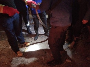 Ular Kobra 2 Meter Muncul di Kawasan Kuliner Sulsel, Pengunjung Kocar-kacir