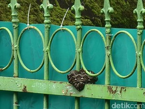 Anak Ular Piton Muncul di Pagar Rumah Warga di Makassar