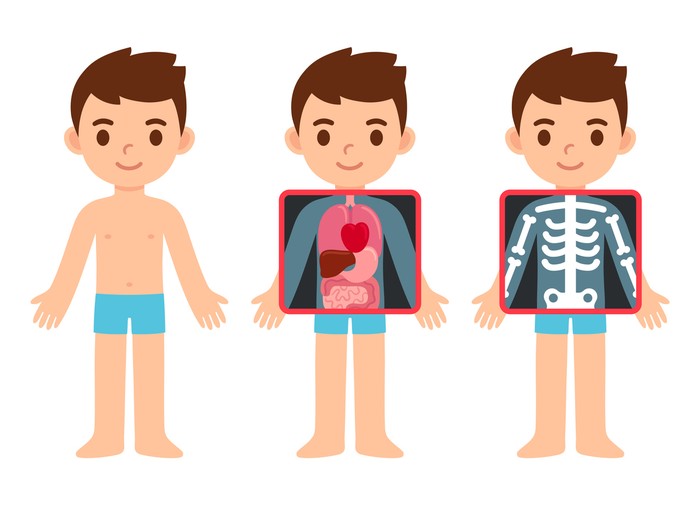 Cute cartoon boy with x-ray screen showing internal organs and skeleton. Element of educational infographics for kids. Isolated vector clip art illustration.