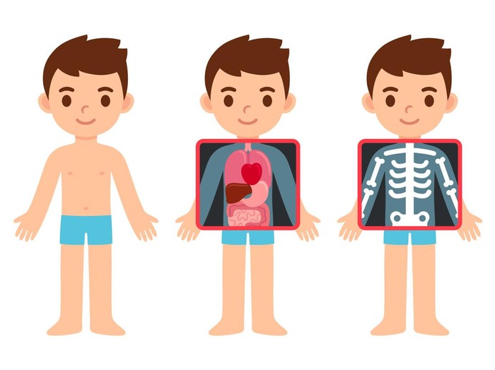 anatomi Cute cartoon boy with x-ray screen showing internal organs and skeleton. Element of educational infographics for kids. Isolated vector clip art illustration.