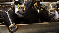 Karena prosesnya yang membutuhkan banyak biaya, dan rasanya yang sangat enak. Kisaran daging Kobe Beef ini mencapai Rp 2.380.000 per 500 gram.  Foto: Pool - Enno Kapitza