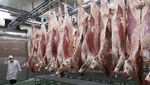 Begini Proses Pengolahan Kobe, Daging Sapi Jepang Termahal di Dunia