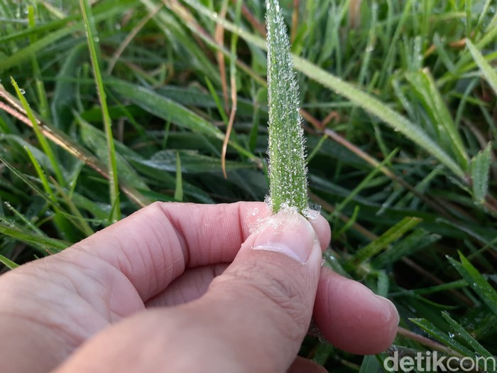 embun yang menempel di rumput yang berada di sekitar kompleks Candi Arjuna, Dieng, membeku akibat cuaca dingin, Selasa (04/01/2021)