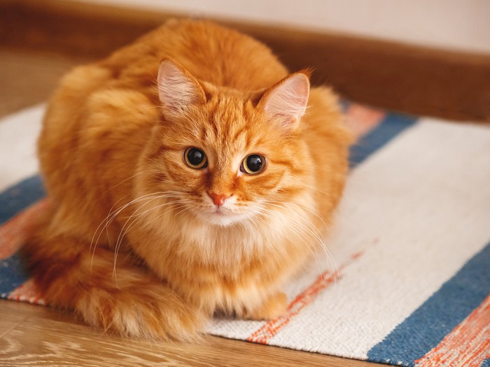 Ilustrasi Kucing Oranye