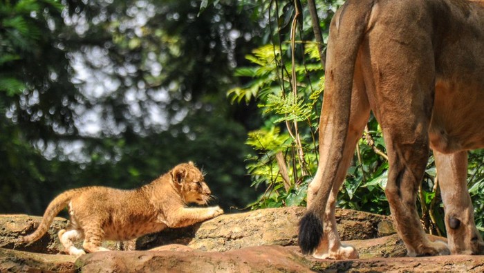Kenalan dengan Dua Anak Singa Penghuni Baru Kebun Binatang Bandung Dua anak singa (Panthera leo) bermain bersama induknya di dalam kandang satwa di Kebun Binatang Bandung, Jawa Barat, Selasa (4/1/2022). Koleksi binatang di Kebun Binatang Bandung bertambah setelah dua ekor anak singa yang diberi nama Baha dan Gia lahir dengan normal pada 28 November 2021. ANTARA FOTO/Raisan Al Farisi/wsj.