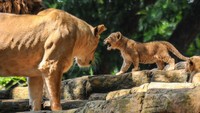 Seekor anak singa (Panthera leo) bersama induknya bermain di dalam kandang satwa di Kebun Binatang Bandung, Jawa Barat, Selasa (4/1/2022).