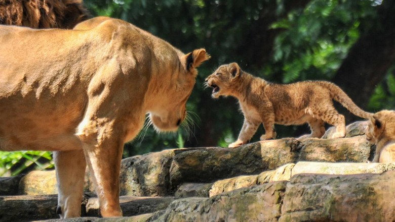 Dua anak singa (Panthera leo) bermain bersama induknya di dalam kandang satwa di Kebun Binatang Bandung, Jawa Barat, Selasa (4/1/2022). Koleksi binatang di Kebun Binatang Bandung bertambah setelah dua ekor anak singa yang diberi nama Baha dan Gia lahir dengan normal pada 28 November 2021. ANTARA FOTO/Raisan Al Farisi/wsj.