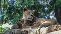 Dua anak singa (Panthera leo) bermain bersama induknya di dalam kandang satwa di Kebun Binatang Bandung, Jawa Barat. 