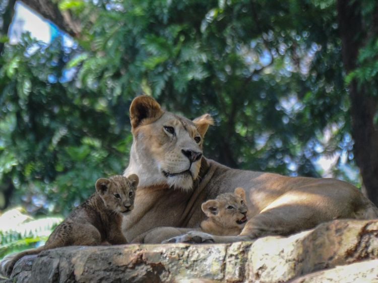 Gemas! Ini Baha dan Gia, Penghuni Baru Kebun Binatang Bandung