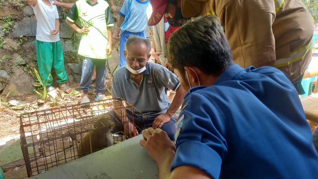 Dilaporkan Sering Kejar Warga, Seekor Monyet Ditangkap di Tangsel
