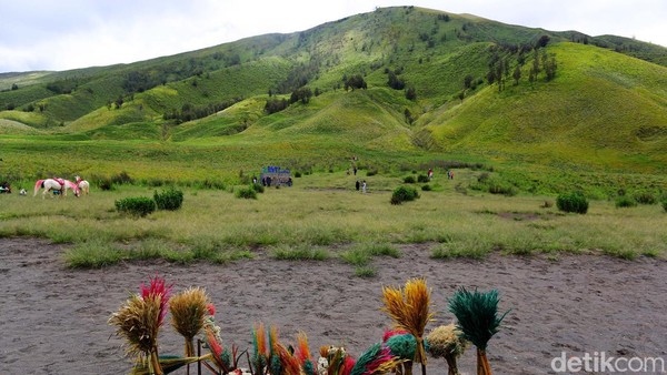 Nikmati Hijaunya Padang Savana di Bukit Teletubbies Bromo