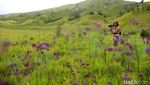 Nikmati Hijaunya Padang Savana di Bukit Teletubbies Bromo