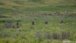Nikmati Hijaunya Padang Savana di Bukit Teletubbies Bromo