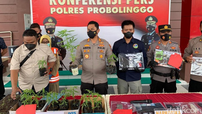 Praktik menanam ganja di kaki Gunung Bromo terbongkar. Polisi mengamankan 10 orang di malam tahun baru.