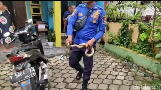 ular kobra di jember