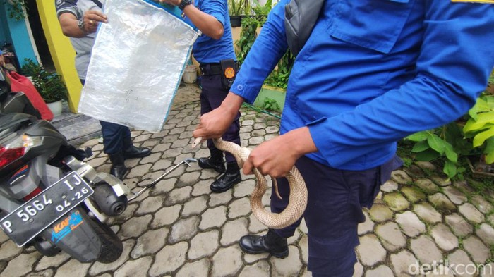 ular kobra di jember