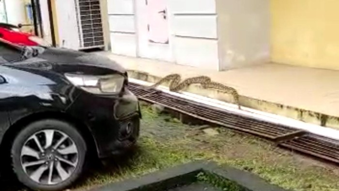 Ular piton muncul di RSUP Dr Wahidin Makassar. (dok. Istimewa)