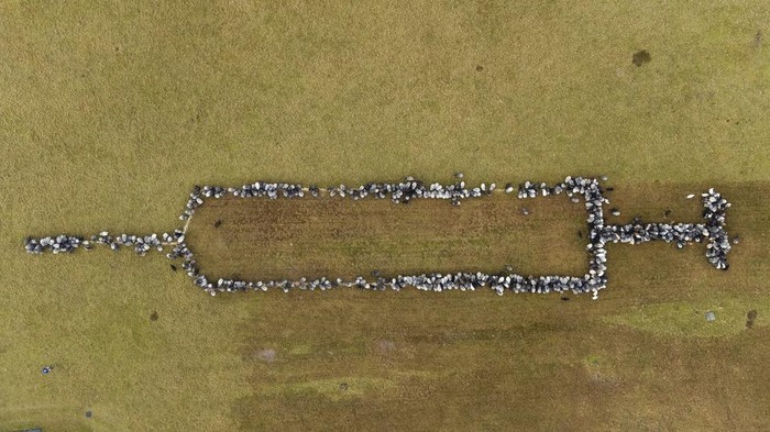 Domba dan kambing berdiri bersama di Schneverdingen, Jerman, saat mereka membentuk jarum suntik berukuran sekitar 100 meter untuk mempromosikan vaksinasi terhadap COVID-19, Senin, 3 Januari 2022. (Philipp Schulze/dpa via AP)