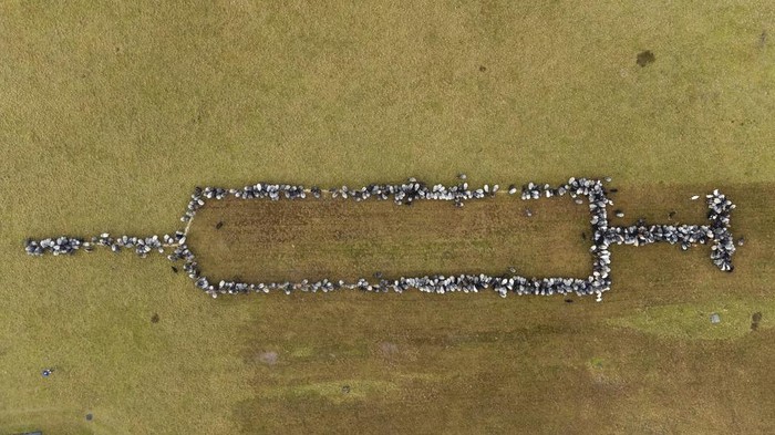 Unik! Saat Domba dan Kambing Kampanye Vaksinasi COVID di Jerman Domba dan kambing berdiri bersama di Schneverdingen, Jerman, saat mereka membentuk jarum suntik berukuran sekitar 100 meter untuk mempromosikan vaksinasi terhadap COVID-19, Senin, 3 Januari 2022. (Philipp Schulze/dpa via AP)