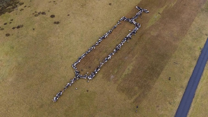 Unik! Saat Domba dan Kambing Kampanye Vaksinasi COVID di Jerman Domba dan kambing berdiri bersama di Schneverdingen, Jerman, saat mereka membentuk jarum suntik berukuran sekitar 100 meter untuk mempromosikan vaksinasi terhadap COVID-19, Senin, 3 Januari 2022. (Philipp Schulze/dpa via AP)