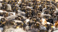 Domba dan kambing berkumpul sebelum mereka membuat jarum suntik raksasa, dalam bagian kampanye vaksinasi di Jerman.
