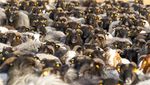 Unik! Domba-Kambing Ikut Kampanye Vaksinasi COVID-19 di Jerman