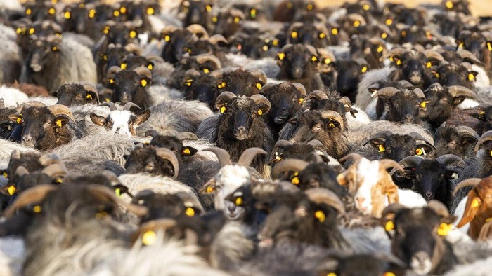 Unik! Saat Domba dan Kambing Kampanye Vaksinasi COVID di Jerman Domba dan kambing berdiri bersama di Schneverdingen, Jerman, saat mereka membentuk jarum suntik berukuran sekitar 100 meter untuk mempromosikan vaksinasi terhadap COVID-19, Senin, 3 Januari 2022. (Philipp Schulze/dpa via AP)