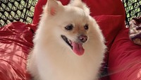 Foto: Amore sangat spesial bagi Renny. Karenanya, dia rela membayar Rp 5 juya bagi penemu anjing itu. (Dok. Renny Matondang, pemilik anjing)