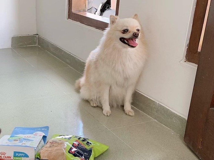 Anjing Pomerania milik Renny Matondang yang hilang di Bali