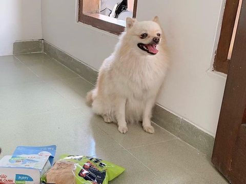 Anjing Pomerania milik Renny Matondang yang hilang di Bali