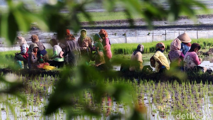 Botram Sejenak di Sela Proses Penanaman Padi Musim tanam padi telah tiba. Di sela pekerjaaannya menggarap sawah, para petani di Kabupaten Bandung melakukan makan bersama atau dalam bahasa Sunda Botram.