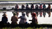 Botram ini dilakukan di pematang sawah. Mereka duduk berjajar sambil menghadap ke area pesawahan.