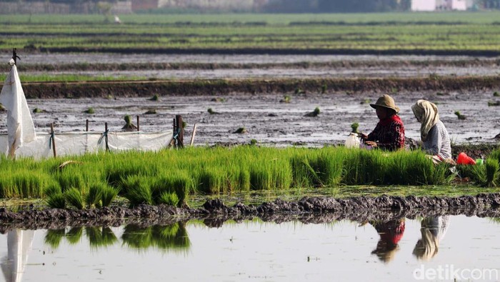 Musim tanam padi telah tiba. Di sela pekerjaaannya menggarap sawah, para petani di Kabupaten Bandung melakukan makan bersama atau dalam bahasa Sunda Botram.