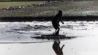 Tak hanya itu, ada juga petani yang melakukan pengerukan tanah dengan alat sederhana yang terbuat dari kayu agar tanah gembur.