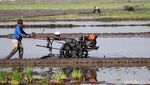 Botram Sejenak di Sela Proses Penanaman Padi