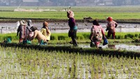 Proses tanam ini dilakukan dengan cara tanam mundur (tandur) atau cara menanam padi yang bisa digunakan petani di Bandung.