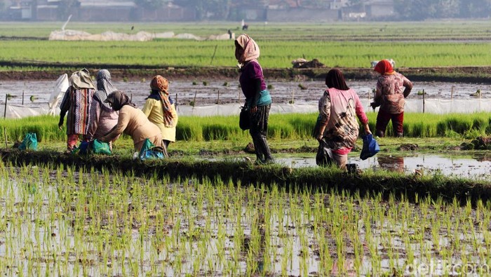 Musim tanam padi telah tiba. Di sela pekerjaaannya menggarap sawah, para petani di Kabupaten Bandung melakukan makan bersama atau dalam bahasa Sunda Botram.