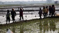 Para petani kembali ke area persawahan untuk menanam padi usai melakukan sarapan bersama.