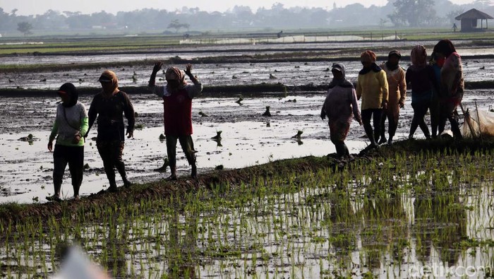 Botram Sejenak di Sela Proses Penanaman Padi Musim tanam padi telah tiba. Di sela pekerjaaannya menggarap sawah, para petani di Kabupaten Bandung melakukan makan bersama atau dalam bahasa Sunda Botram.