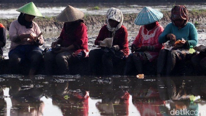 Musim tanam padi telah tiba. Di sela pekerjaaannya menggarap sawah, para petani di Kabupaten Bandung melakukan makan bersama atau dalam bahasa Sunda Botram.