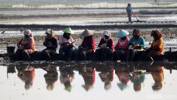 Botram Sejenak di Sela Proses Penanaman Padi Musim tanam padi telah tiba. Di sela pekerjaaannya menggarap sawah, para petani di Kabupaten Bandung melakukan makan bersama atau dalam bahasa Sunda Botram.